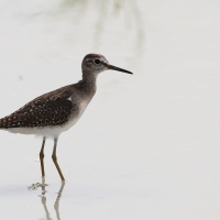 Samotnik - Tringa ochropus - Green Sandpiper