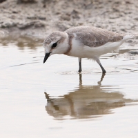 Sieweczka przylądkowa - Charadrius pallidus - Chestnut-banded Plover