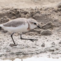Sieweczka przylądkowa - Charadrius pallidus - Chestnut-banded Plover