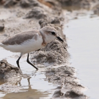 Sieweczka przylądkowa - Charadrius pallidus - Chestnut-banded Plover