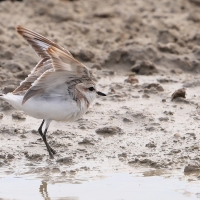 Sieweczka przylądkowa - Charadrius pallidus - Chestnut-banded Plover
