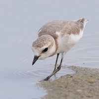 Sieweczka przylądkowa - Charadrius pallidus - Chestnut-banded Plover