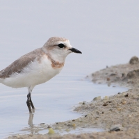 Sieweczka przylądkowa - Charadrius pallidus - Chestnut-banded Plover