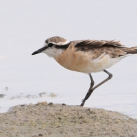 Sieweczka piaskowa - Charadrius pecuarius - Kittlitz's Plover