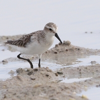 Biegus malutki - Calidris minuta - Little Stint