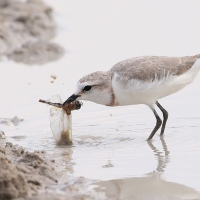Sieweczka przylądkowa - Charadrius pallidus - Chestnut-banded Plover