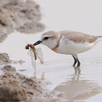 Sieweczka przyladkowa - Charadrius pallidus - Chestnut-banded Plover