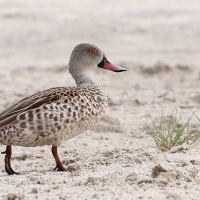 Cyraneczka płowa - Anas capensis - Cape Teal