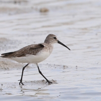 Biegus krzywodzioby - Calidris ferruginea - Curlew Sandpiper