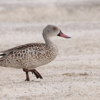 Cyraneczka płowa - Anas capensis - Cape Teal