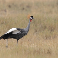 Koronnik szary - Balearica regulorum - Grey Crowned Crane