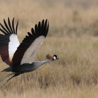 Koronnik szary - Balearica regulorum - Grey Crowned Crane