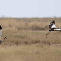 Koronnik szary - Balearica regulorum - Grey Crowned Crane