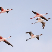 Flaming mały - Phoeniconaias minor - Lesser Flamingo