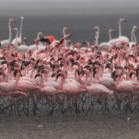 Flaming mały - Phoeniconaias minor - Lesser Flamingo
