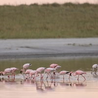 Flaming mały - Phoeniconaias minor - Lesser Flamingo