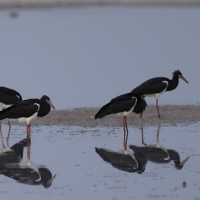 Bocian białobrzuchy - Ciconia abdimii - Abdim's Stork