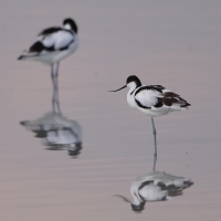 Szablodziób - Recurvirostra avosetta - Pied Avocet
