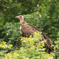 Sęp brunatny - Necrosyrtes monachus - Hooded Vulture