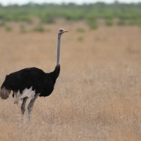 Struś czerwonoskóry - Struthio camelus - Common Ostrich