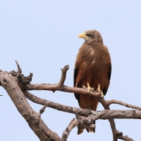 Kania egipska - Milvus migrans aegyptius - Yellow-billed Kite