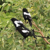 Dzierzba srokata - Lanius melanoleucus - Magpie Shrike