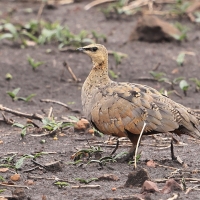 Stepówka żółtogardła - Pterocles gutturalis - Yellow-throated Sandgrouse