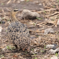 Stepówka żółtogardła - Pterocles gutturalis - Yellow-throated Sandgrouse