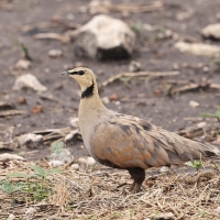 Stepówka żółtogardła - Pterocles gutturalis - Yellow-throated Sandgrouse