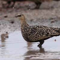 Stepówka żółtogardła - Pterocles gutturalis - Yellow-throated Sandgrouse
