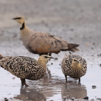 Stepówka żółtogardła - Pterocles gutturalis - Yellow-throated Sandgrouse