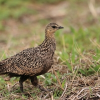 Stepówka żółtogardła - Pterocles gutturalis - Yellow-throated Sandgrouse