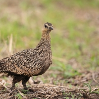 Stepówka żółtogardła - Pterocles gutturalis - Yellow-throated Sandgrouse