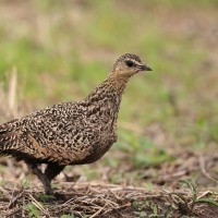 Stepówka żółtogardła - Pterocles gutturalis - Yellow-throated Sandgrouse