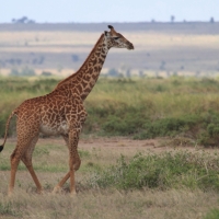 Żyrafa masajska - Giraffa tippelskirchi - Masai giraffe