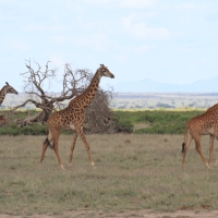 Żyrafa masajska - Giraffa tippelskirchi - Masai giraffe