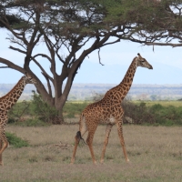 Żyrafa masajska - Giraffa tippelskirchi - Masai giraffe
