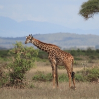 Żyrafa masajska - Giraffa tippelskirchi - Masai giraffe