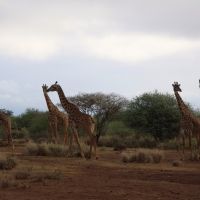 Żyrafa masajska - Giraffa tippelskirchi - Masai giraffe