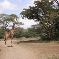 Żyrafa siatkowana - Giraffa reticulata - Reticulated giraffe