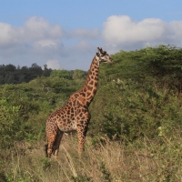 Żyrafa siatkowana - Giraffa reticulata - Reticulated giraffe