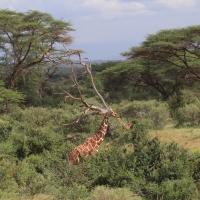Żyrafa siatkowana - Giraffa reticulata - Reticulated giraffe
