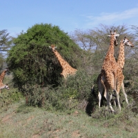 Żyrafa siatkowana - Giraffa reticulata - Reticulated giraffe