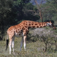 Żyrafa siatkowana - Giraffa reticulata - Reticulated giraffe