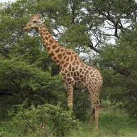 Żyrafa południowa - Giraffa giraffa - Southern giraffe