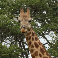 Żyrafa południowa - Giraffa giraffa - Southern giraffe