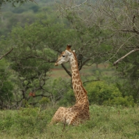 Żyrafa południowa - Giraffa giraffa - Southern giraffe