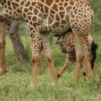 Żyrafa południowa - Giraffa giraffa - Southern giraffe