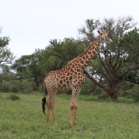 Żyrafa południowa - Giraffa giraffa - Southern giraffe