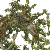 Żyrafa południowa - Giraffa giraffa - Southern giraffe